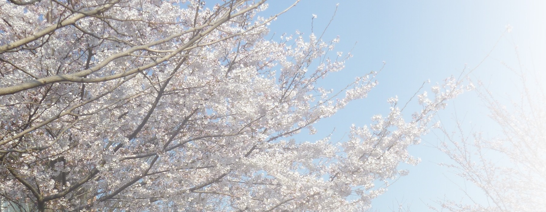 施設周辺の満開の桜。春季の庭園風景。