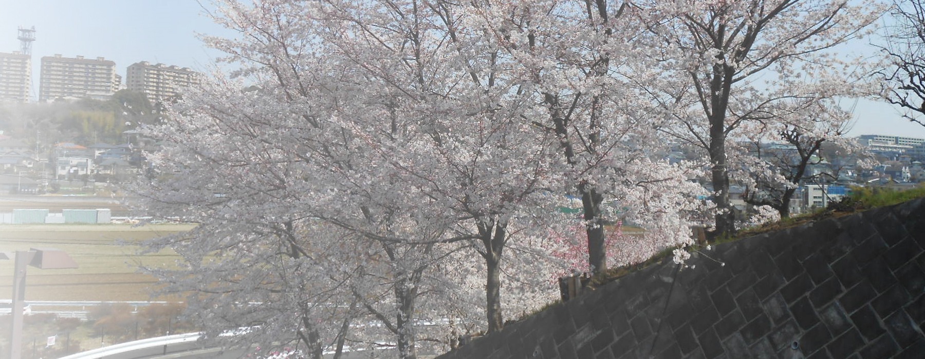 施設周辺の桜の木と街並みが見える季節風景
